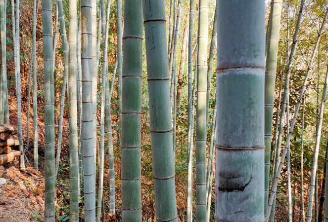 Ningguo Kuntai Bamboo dan Wood Co., Ltd.