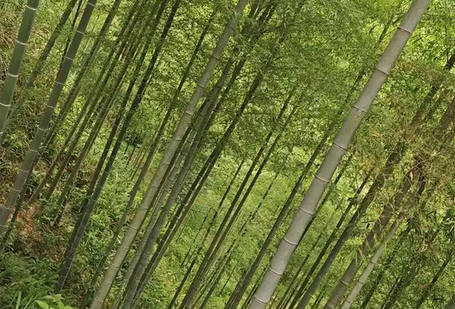 Ningguo Kuntai Bamboo dan Wood Co., Ltd.